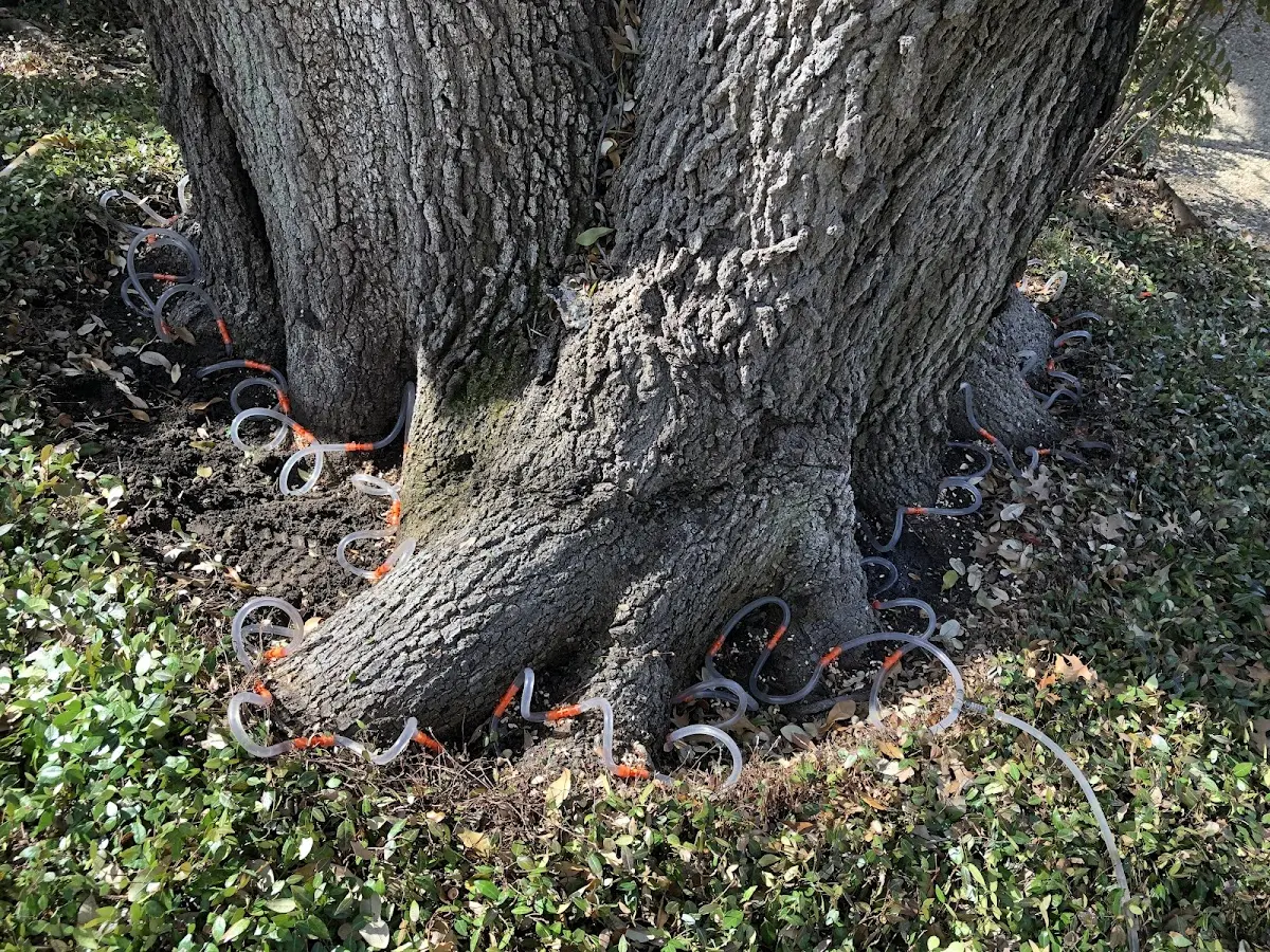 Detailed Tree Cabling and Bracing job site in Kootenai